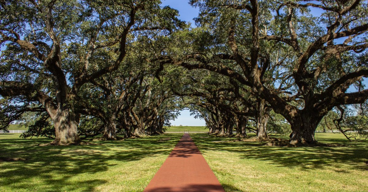 Tree service in Metairie, Louisiana