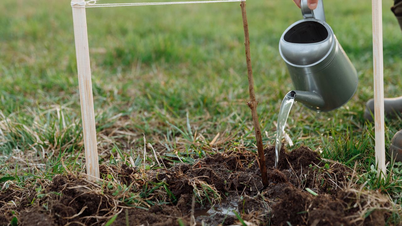 Planting & Planning