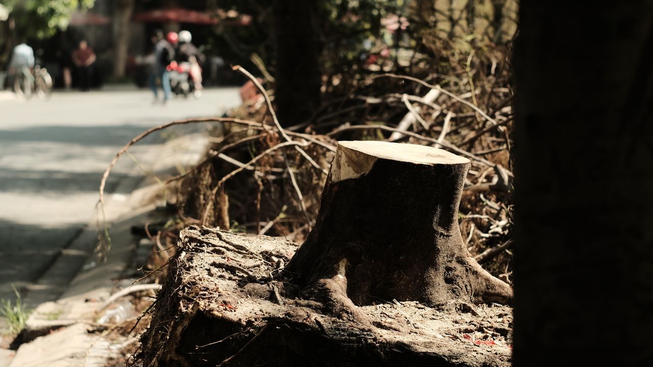 Stump Grinding & Removal