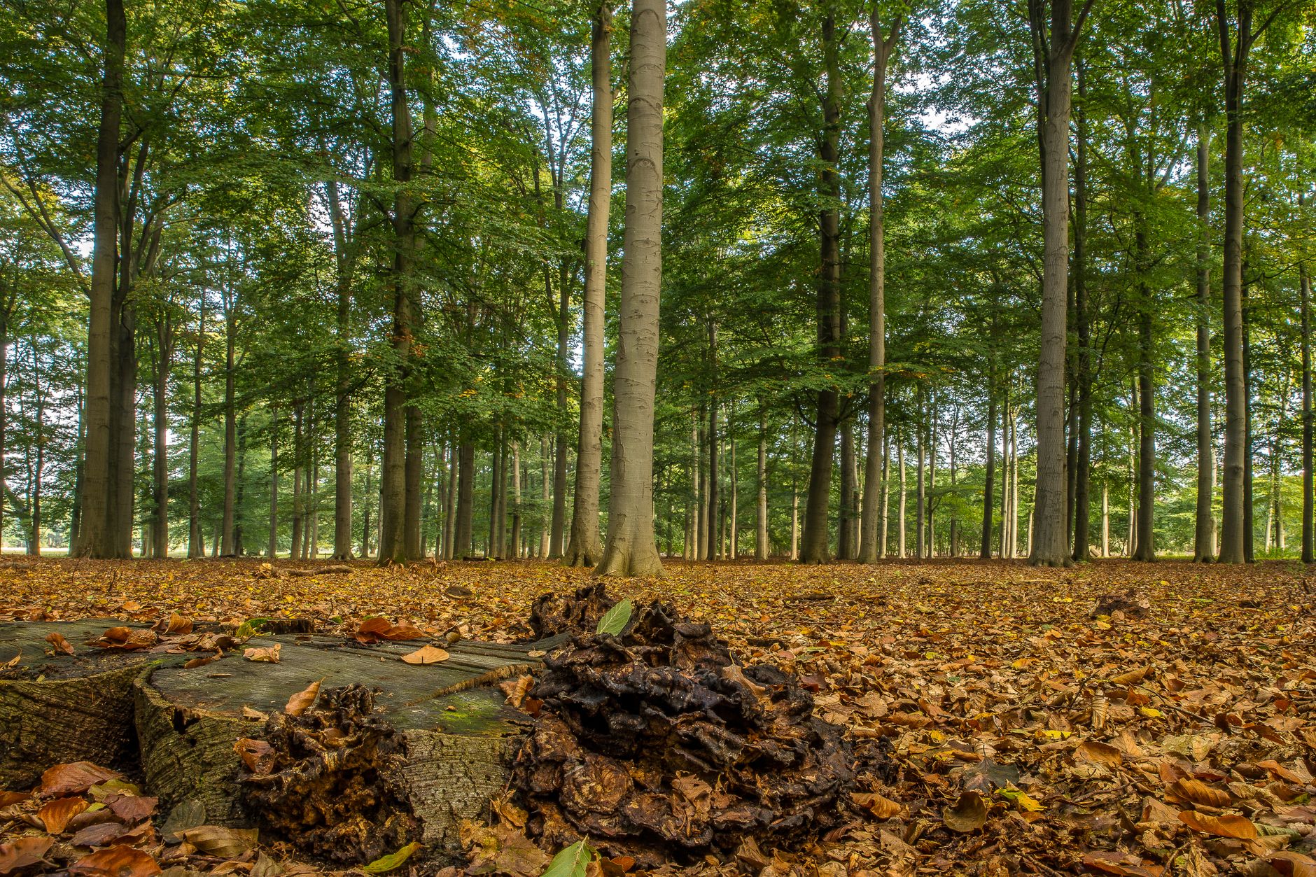 Stump Removal