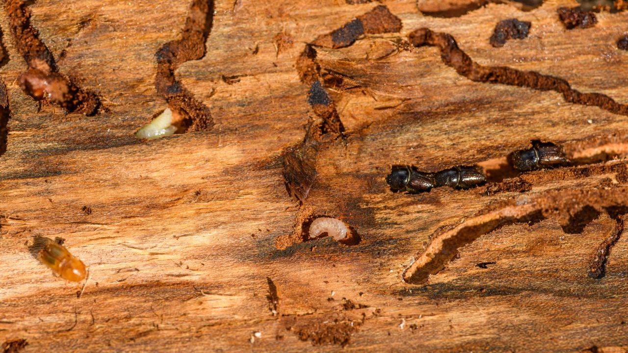 Termite Treatments