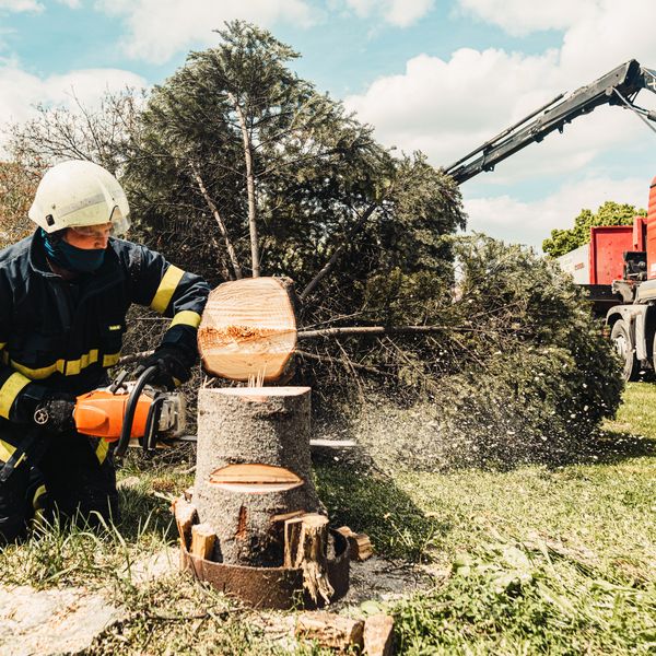 Arborist sectioning a large trunk with a chainsaw