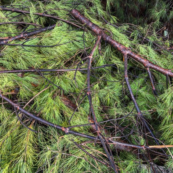 Cut branches staged for chipping