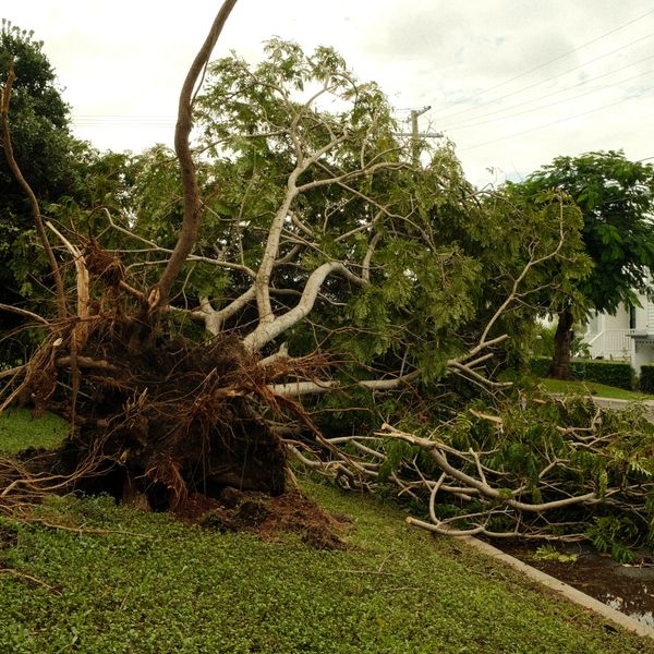 Storm-toppled tree beside a home
