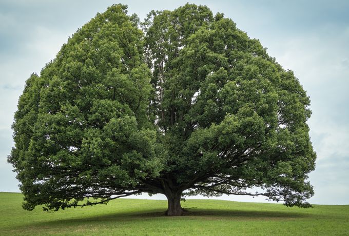 Mature spreading oak preserved on an open lawn