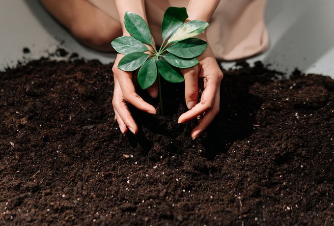 Hands planting a young tree in rich soil