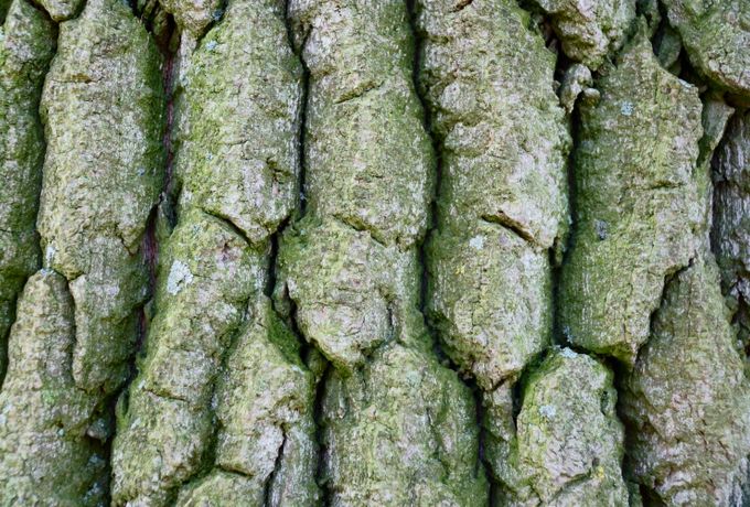 Close-up of healthy tree bark