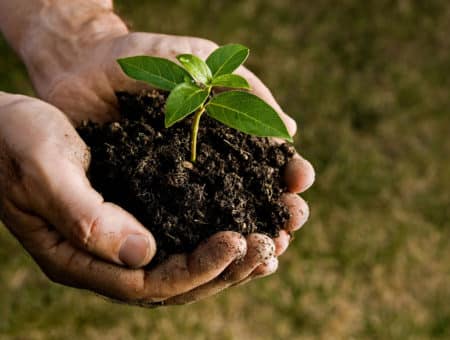 tree preservation services