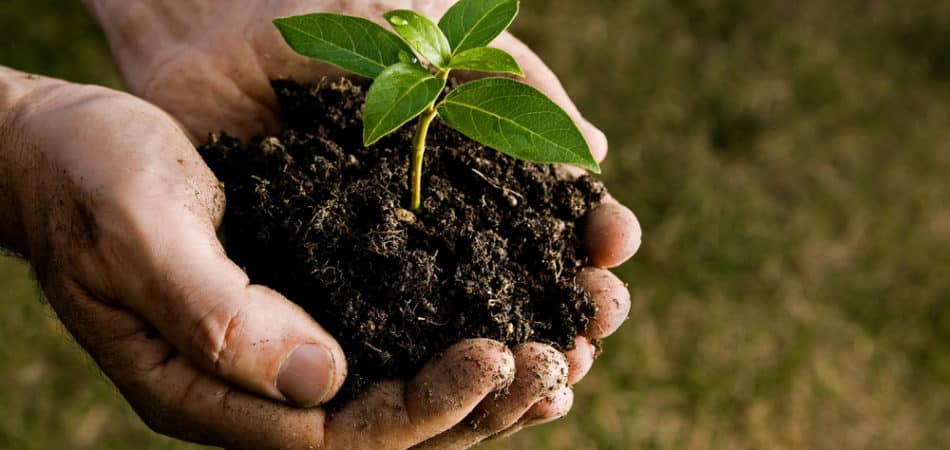 tree preservation services