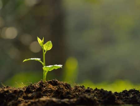 planting tree cost New Orleans