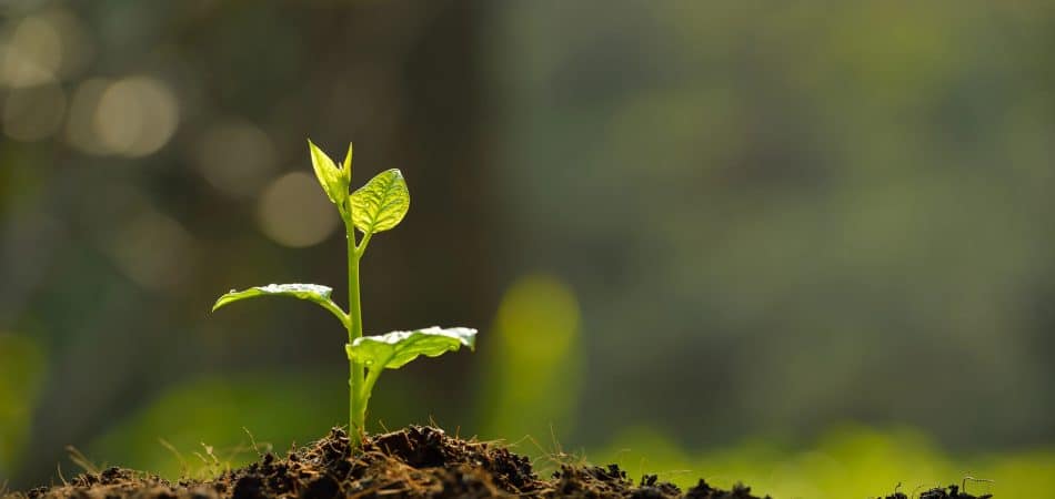 planting tree cost New Orleans